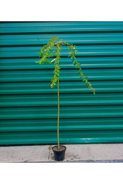 Salix integra Pendula on shtambe опис